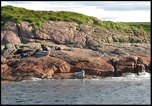 Seals sunning themselves, near the
                Isle of Staffa